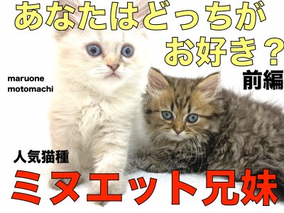 【 ミヌエット兄妹-前編 】人気猫種が兄妹で登場！短足？足長？お好みはどっち？