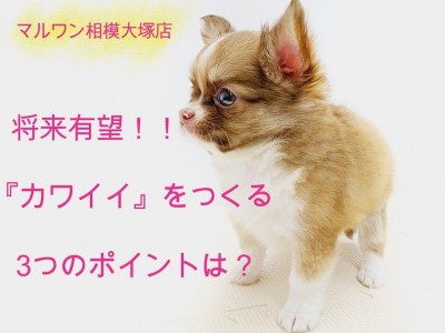 【 チワワ 】小さめ＆ドワーフ体型！可愛さを作る3つのポイント＆食育を解説！