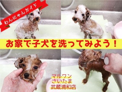 【 わんにゃんガイドVol.3 】お家で子犬のシャンプーしてみよう！シャンプー編