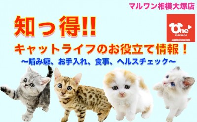 【 お役立て情報 】知っ得！実は知らない？キャットライフを快適に送る為の豆知識！