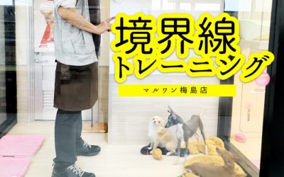 【 お役立て・犬を落ち着かせる方法 】境界線トレーニングで従順度アップ大作戦！