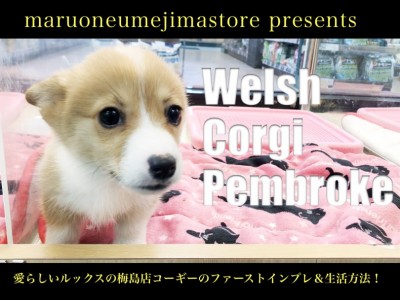 【 コーギー 】愛らしいルックスの梅島店コーギーのファーストインプレ＆生活方法！