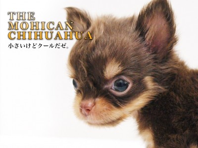 【 モヒカンチワワ 】生後51日で370g！小さめサイズのチョコタンチワワ！
