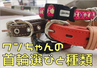 【 犬の首輪 】ベルト・バックル・ハーネス首輪の種類と選ぶポイント!