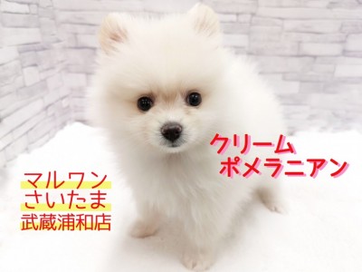 【 ポメラニアン 】白いタヌキポメ！子供と一緒に出来るお世話もご紹介！