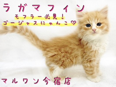 【 ラガマフィン 】お留守番OK！モフラー必見のゴージャスにゃんこ！