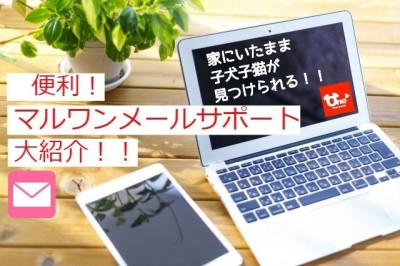 【 お役立て情報 】便利！”お家にいたまま”気になる子犬子猫を探せます！！