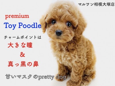 【 トイプードル 】小さめサイズと抜け毛の少なめ！安心のリモートサポート付き！
