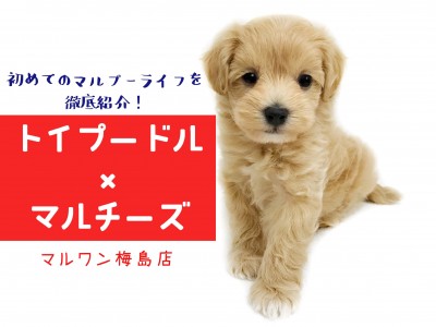 【 MIX 】マルプーライフを一挙紹介！初めて飼う方にオススメな理由とは？