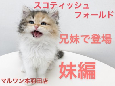 【 スコティッシュフォールド 】兄妹愛が凄すぎる！！愛嬌たっぷり妹編