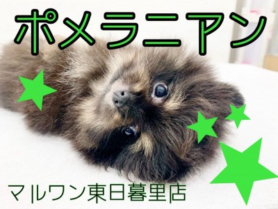 【 ポメラニアン 】希少カラーブラック&タンのくまポメ登場！上から見るとまん丸！？