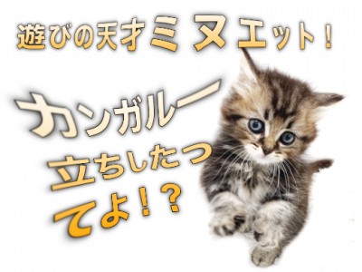 【 ミヌエット 】遊びの天才キャット！早くもカンガルー立ちしたってよ！