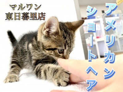 【 アメリカンショートヘア 】不動の人気を誇る甘えん坊にゃんこ！