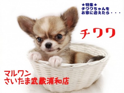 【 チワワ 】お家に小さなチワワちゃんを迎えたら気を付けたいコト！