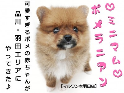 【 ポメラニアン 】品川・羽田エリアに舞い降りたミニポメが可愛すぎ！