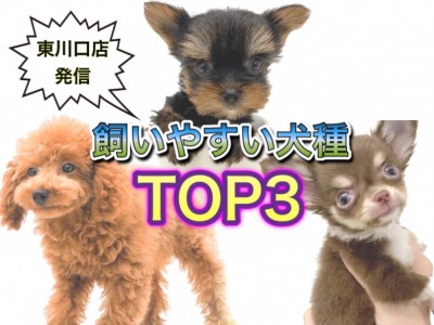 【 オススメ犬種 】ペット初心者必見！飼いやすさ重視のオススメ犬種ランキング！