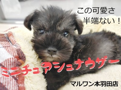 【 ミニチュアシュナウザー 】半端なく可愛いお顔を見逃すな！飼いやすさ抜群犬種！