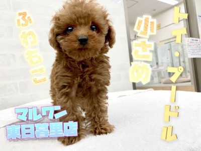 【 トイ・プードル 】人気No1の小さめトイプー！カットで魅せるオンリーワン！！