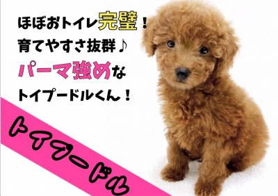 【 トイプードル 】ほぼおトイレ完璧！育てやすさ抜群なカーリー強めなトイプー！