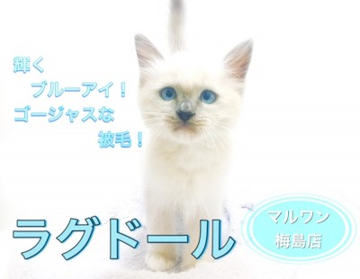 【 ラグドール 】ブルーアイとゴージャスな被毛！飼育ポイント3選紹介！