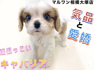 【 キャバリア 】人気のブレンハイム！優しい顔つきと性格で寄り添う室内犬のブログ