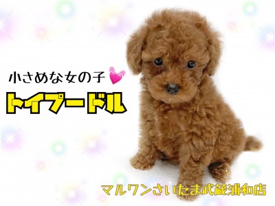 【 トイ・プードル 】初めて飼う方にもオススメ！とびっきり可愛い女の子！
