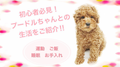 【 トイ・プードル 】初心者必見！可愛い子犬との生活をご紹介！