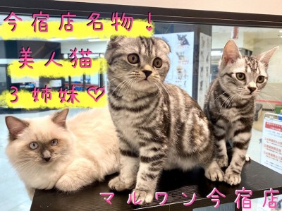 【アメショ】初心者必見！美人猫3姉妹！多頭のポイントと必要なアイテムをご紹介！