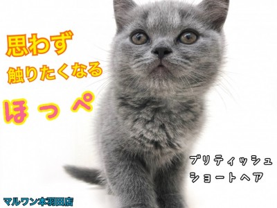 【 ブリティッシュショートヘア 】賢くて愛情深いニャンコ登場！丸顔は究極の癒し！
