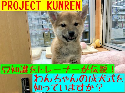 【 PROJECTKUNREN 】サイズ別で見る成人式ならぬ"成犬式"はいつ？