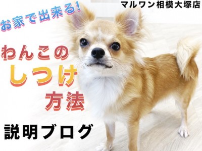 【 しつけ 】お家で出来る！犬のしつけ、トレーニング方法の説明書はこのブログ!