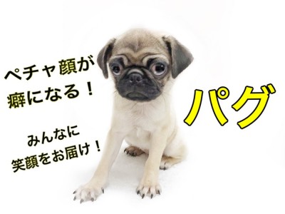 【 パグ 】ぺちゃ顔がクセになる！しわのお手入れ方法も大公開！
