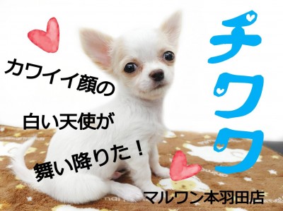 【 チワワ 】チワワの魅力はここだ！実際にチワワを飼っているスタッフが教えます！