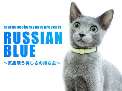 【 ロシアンブルー 】気品漂う美しさの持ち主！肩乗り名人の女の子！