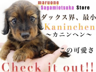 【  カニンヘン・ダックスフント 】小さな手乗りサイズ！性格や成犬時の大きさは？