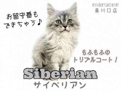 【 サイベリアン 】トリプルコートの大型長毛種！お留守が多いご家庭でも飼いやすい！