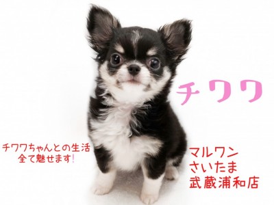 【 チワワ 】小さなチワワちゃんに必要な生活スペースは新聞紙1枚分！