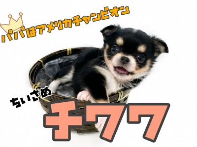 【 チワワ 】パパはアメリカチャンピオン！良血統チワワちゃん登場！