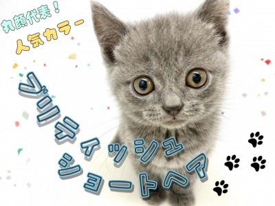 【 ブリティッシュショートヘア 】丸顔代表！遊び好きなブリティッシュちゃん！