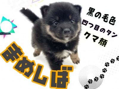 【 豆柴犬 】KC認定の希少な黒豆柴！丸いフォルムのクマちゃん系フェイス！！