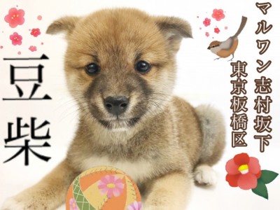 【 豆柴 】幸せを呼ぶほっこり癒し顔！こぐま系豆柴ちゃん登場！！