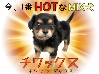 【 チワックス 】人気MIXランキング上位！ブラック＆タンの小さめ垂れ耳チワックス！