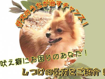 【 吠え癖 】吠え癖でお悩みの方！仔犬の今がチャンス！吠え癖のしつけをご紹介！