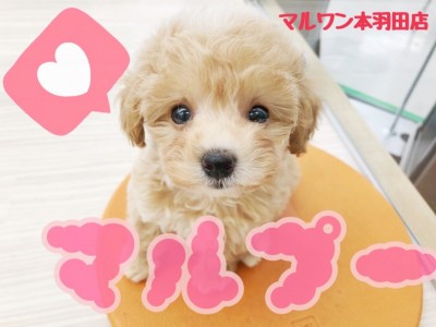 【 マルプー 】ドワーフマルプー登場！！トキメキ指数300％の衝撃の可愛さ！