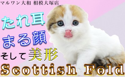 【 スコティッシュフォールド 】垂れ耳と丸顔！オリジナリティの高いキャリコバン
