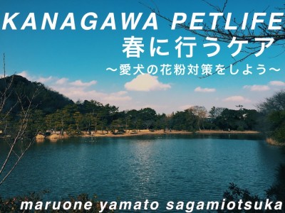 【 神奈川ペットライフ 】愛犬にも花粉対策が必要？この時期にしてあげたいケアとは