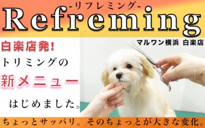 【 白楽トリミング 】飼い主様のあったら良いなを形に！新メニューリフレミングとは