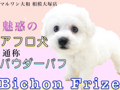 【 ビションフリーゼ 】パウダーパフのアフロ犬！手入れのタイミングで最適なのは？