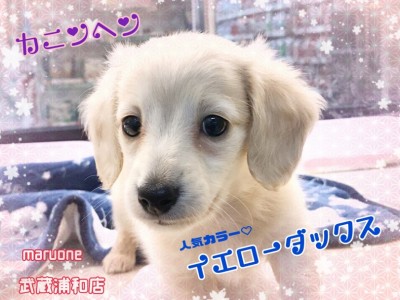 【 カニンヘン・ダックス 】優しいイエロー！小さなダックスをお探しの方必見！