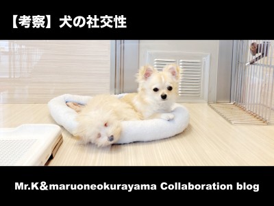 【 犬の社交性 】犬同士のコミュニケーション方法とトレーニングの本質を考える